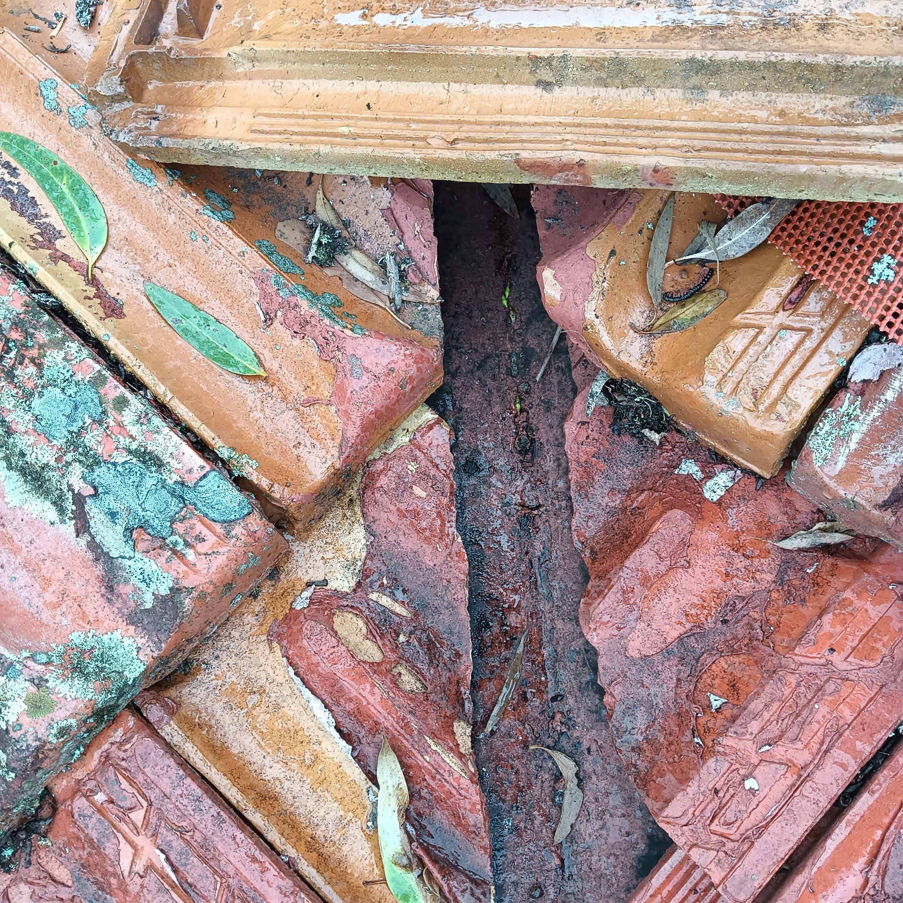 Lichen-covered terracotta ridge capping on a Central Coast roof awaiting restoration